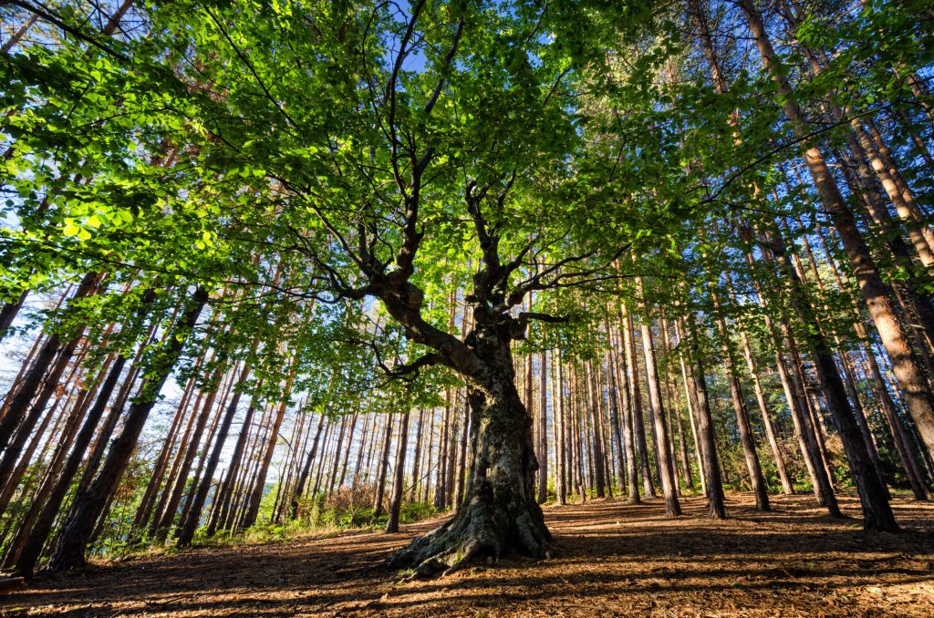 GO Get Organised blog celebrating World Environment Day with large tree in woodland