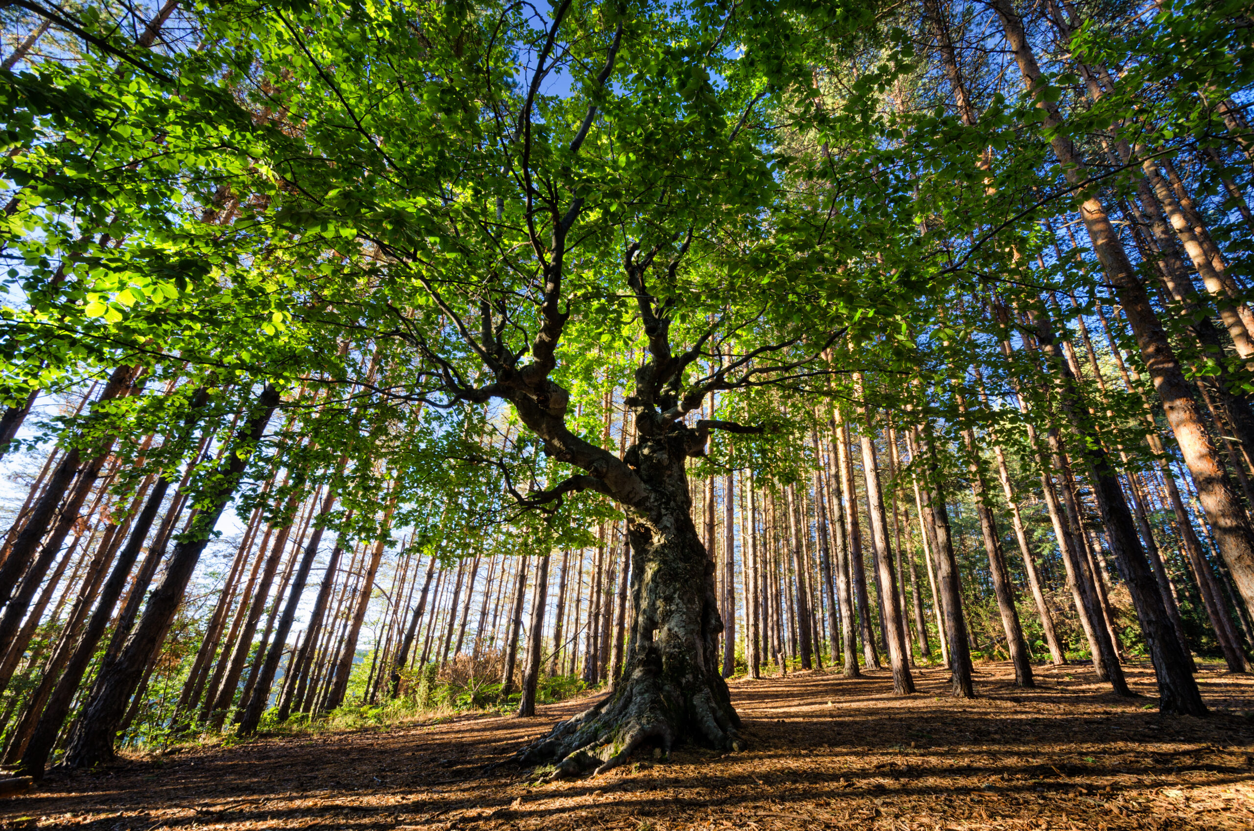 GO Get Organised blog celebrating World Environment Day with large tree in woodland